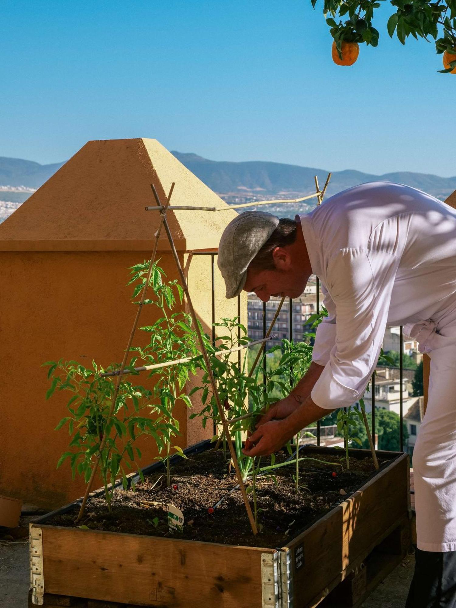 Alhambra Palace Hotel Granada Esterno foto A man pruning a tomato plant